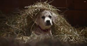 Wednesday's Super Bowl marketing winner: Puppies
