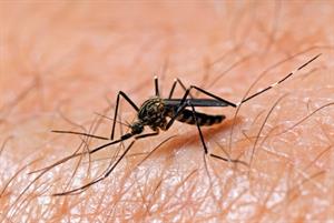 GPs told to advise patients on Zika virus pregnancy and sexual transmission risk