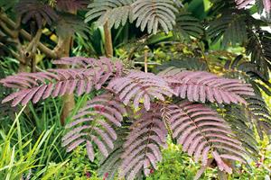 Albizia