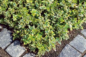 Hedging - what are the alternatives to box?