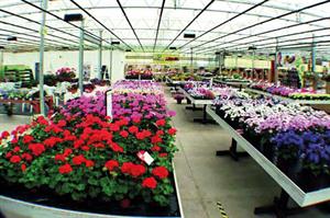 Top 30 Ranking of UK's biggest ornamental growers and plant suppliers
