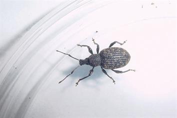 Pest & Disease Management - Vine weevil