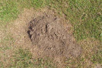 Pest & Disease Management - Moles