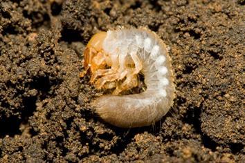 Turf pests - Risks posed by leatherjackets and chafer grubs