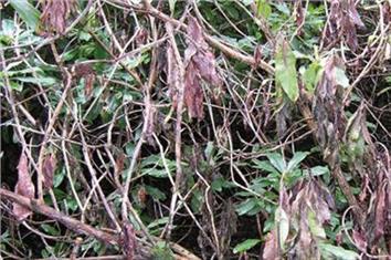 Pest & Disease Management - Phytophthora root rots