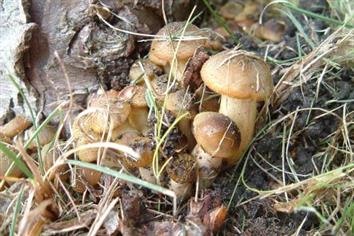 Pest & Disease Management - Honey fungus