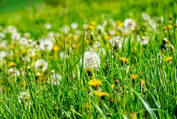 GPs inundated as hay fever spike triggers almost 40,000 visits in June