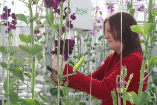 Sweet peas: Writtle has undertaken trials in partnership with Seedlynx. Image: Writtle College