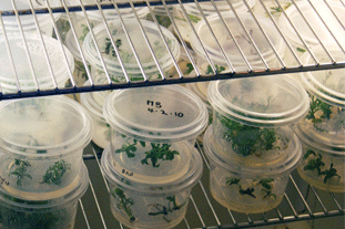 Horticulture offers multiple career choices for the scientifically minded - image: HW