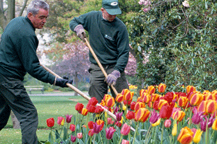 After years of under-investment, there is a shortage of skilled local authority gardeners - Image: HW