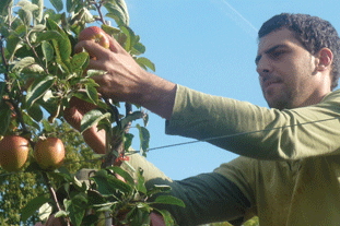 Like most of horticulture, the growing sector has struggled to recruit and retain a skilled workforce - Image: HW