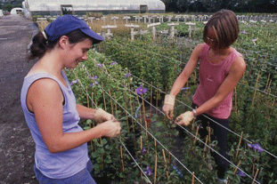 The beauty of horticulture as a career is that it lets you carve a niche according to your own talents and aspirations - Image: HW
