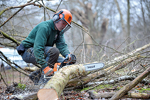 The level 3 arboriculture apprenceship programme includes advanced pruning, sectional felling and tree surveys as well as modules in business management, first aid and literacy - image: Capel Manor College