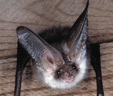 Brown long eared bat (credit Tarmac)