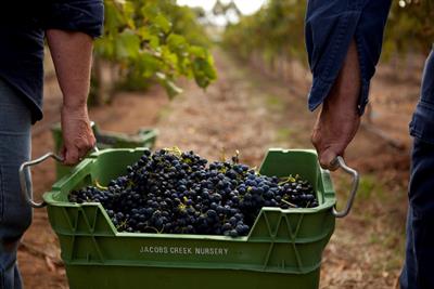 Pernod Ricard Winemakers pick AnalogFolk Australia for global account