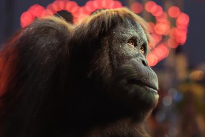 SSE "pier" by Adam Eve/DDB