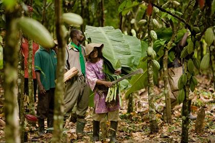Magnum: ties up with the Rainforest Alliance