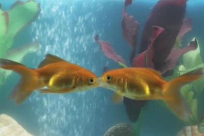 Friends Reunited: Brightsolid is looking to build awareness