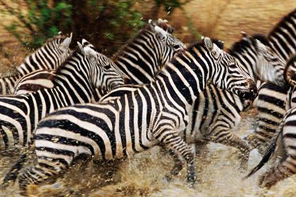 National Geographic: Great Migrations series