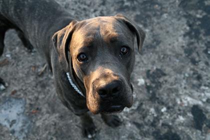 RSPCA: wants to take a more 'cutting-edge' approach