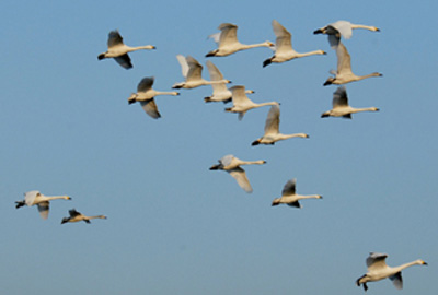 Bewick's swans: Wildfowl & Wetlands Trust icons