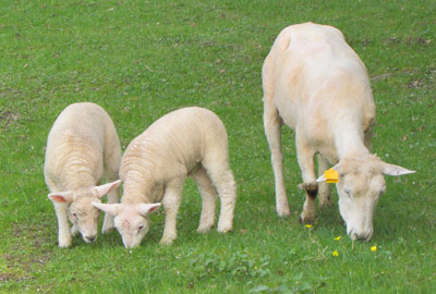 Appeal lodged over decision on grazing rights