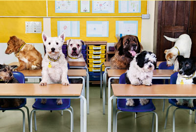 Dogs Trust's annual review