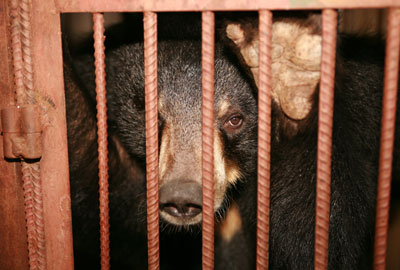 A WSPA photograph of a bear on a bile farm