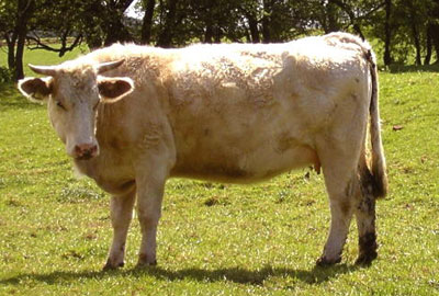The charity researches infectious diseases in farm animals