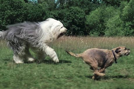 Wickes'slightly gratuitous visual metaphor' is one of ad's few flaws