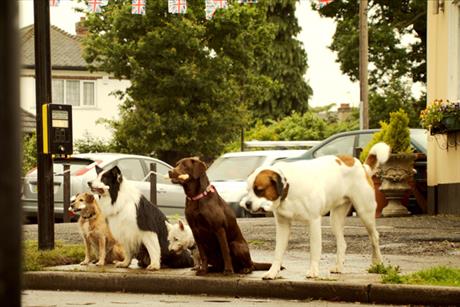 Churchill ad: pet insurance