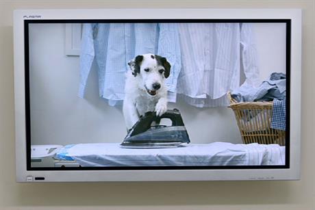 Thinkbox: prepares a summer run for Harvey the dog