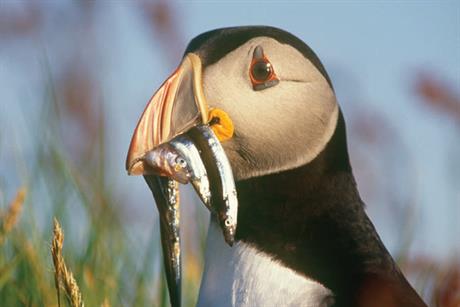 RSPB: seeks agency