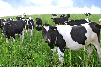 Dairy farms: negative impact on the environment