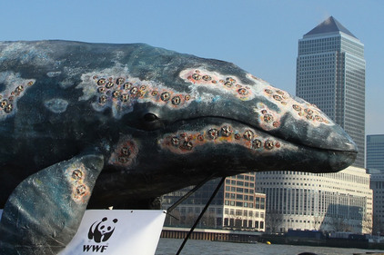Western Grey whale: Near extinction
