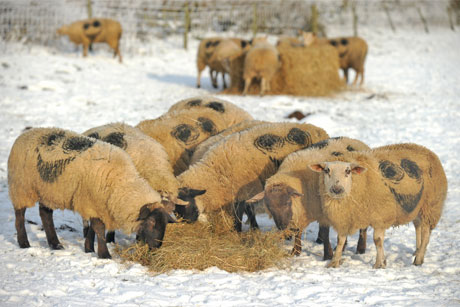 Were these sheep a Hit or Miss?