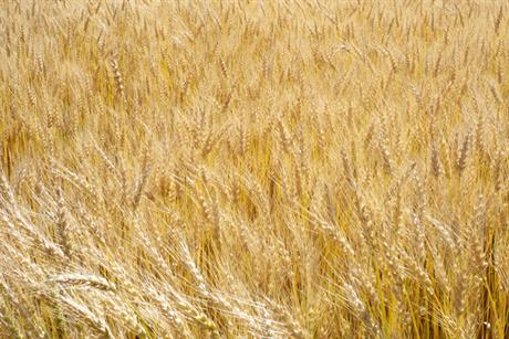 Trial: activists fear GM wheat testing is unsafe