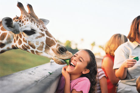 Just the ticket: Brief for Brighter Group (Credit: 2013 SeaWorld Parks & Entertainment Inc. All rights reserved)