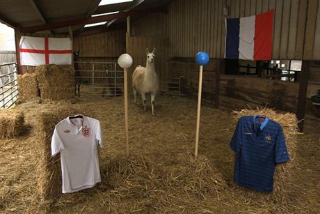 Heads we win: Nicholas the Llama tries to predict winners by headbutting balls