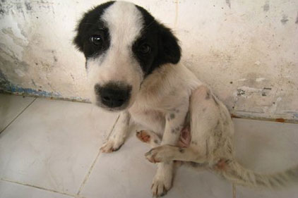 Aspect Consulting: to help raise awareness of rabies control