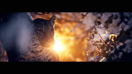 Whiskas 
