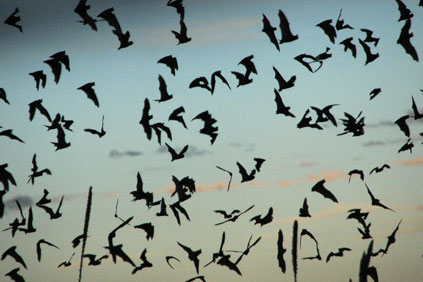 Raising cut-in speeds would lower bat fatalities by up to 53%