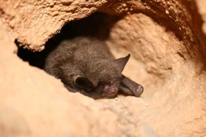 The Indiana Bat is on the Federal list of protected species