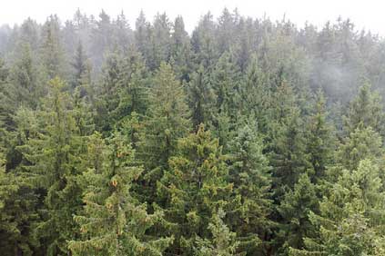 Around 4,000 sq km of forested areas could be used in Bavaria
