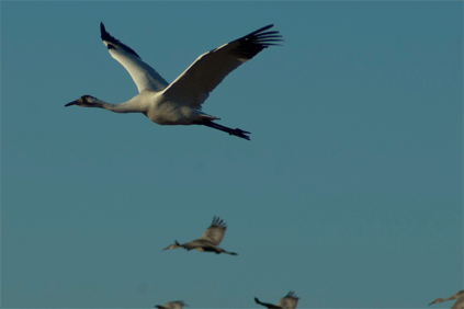The Swooping Crane is among the species where Acciona is developing wind projects