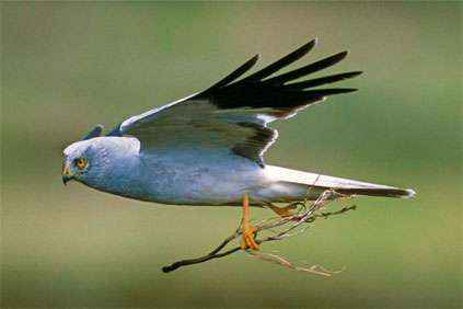 Hen harrier...scuppered plans for Scottish wind farm