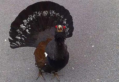 The Urugallo is one of the birds threatened according to SEO/Birdlife  