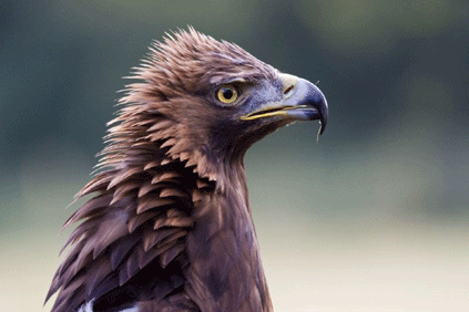 A golden eagle