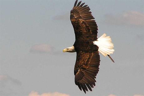 A Bald Eagle birds nest was removed from near a turbine on the project