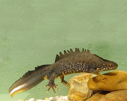 Have I got newts for you